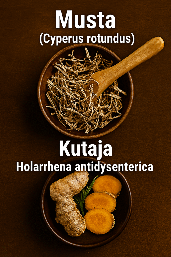 Realistic image showing two wooden bowls—one filled with tangled, dried Musta roots and the other with rough-cut, dried Kutaja bark—arranged vertically on a dark wooden surface. Each herb is labeled with its common and botanical name.