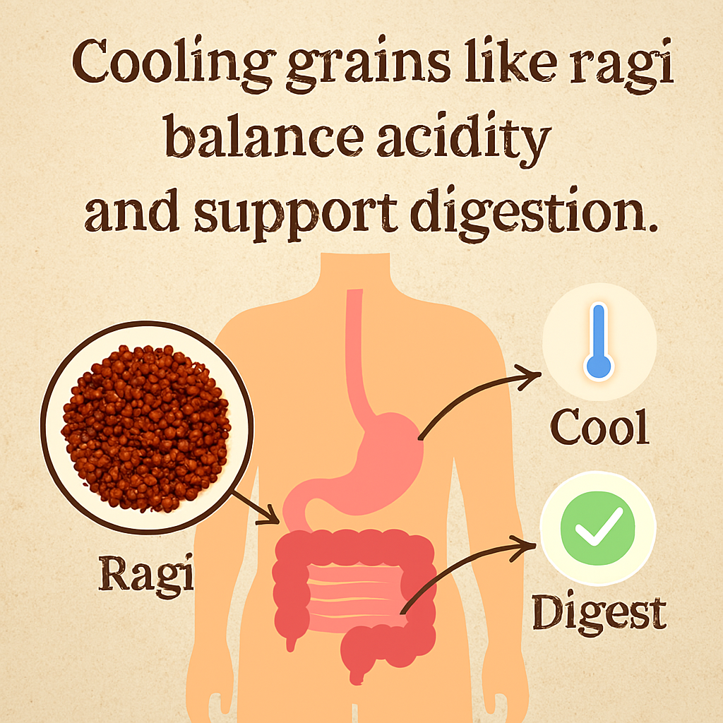 Infographic showing a bowl of reddish-brown Ragi grains linked to a human digestive system illustration, with arrows indicating cooling and digestive benefits.