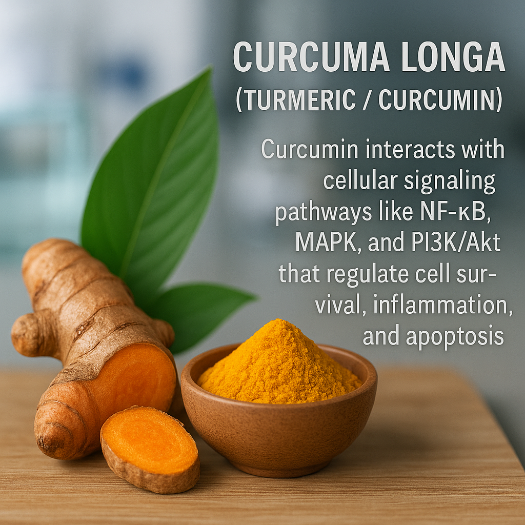 Realistic image of turmeric root and powder with molecular-style glowing pathways representing curcumin’s interaction with NF-κB, MAPK, and PI3K/Akt cellular signaling.